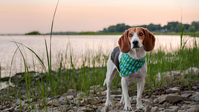 Beagle dog outdoor