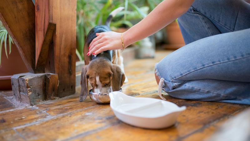 Nutrition needs of beagle