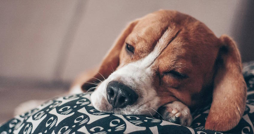 Lifespan and Welfare of Breed