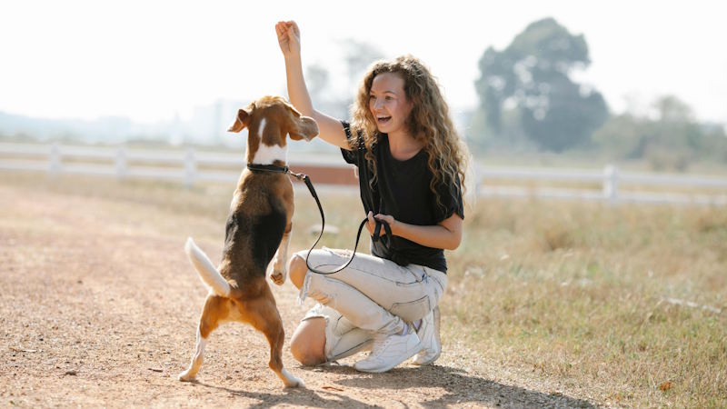 Training a beagle