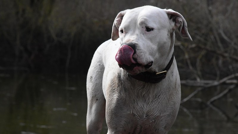 Dogo Argentino: Physical Characteristics and Size