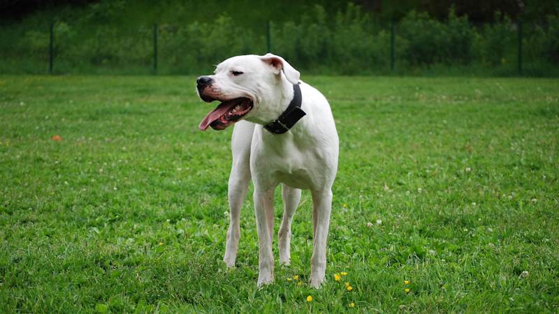 Dogo Argentino dog