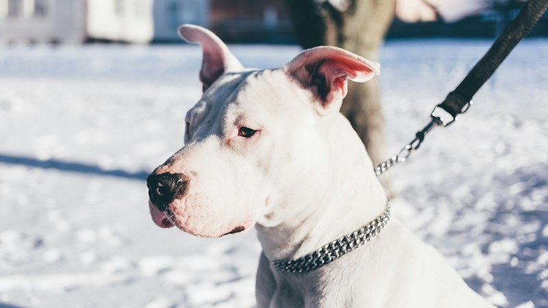 Dogo on snow