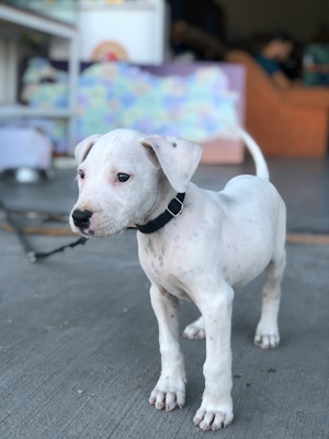 Puppy Dodo