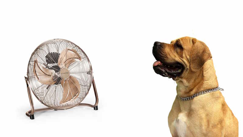How to Protect Your Dog from the Heat
