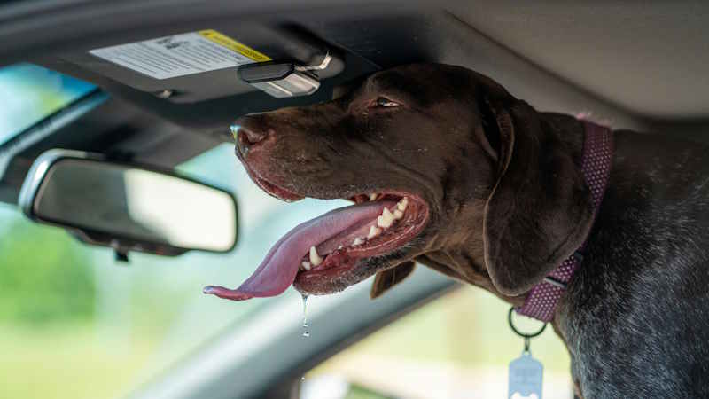 Never Leave Your Dog in a Parked Car