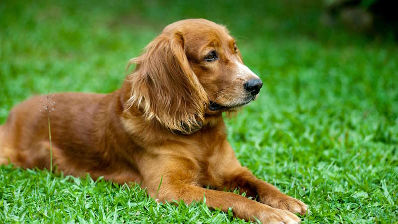 Golden Retriever Traits and Size