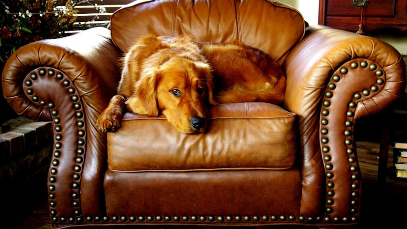 Dog with Health Issues