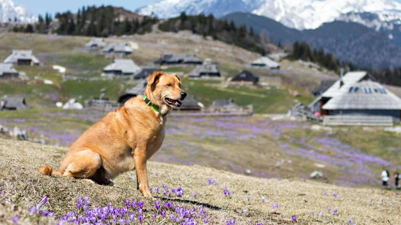 Golden Retrievers in mountain