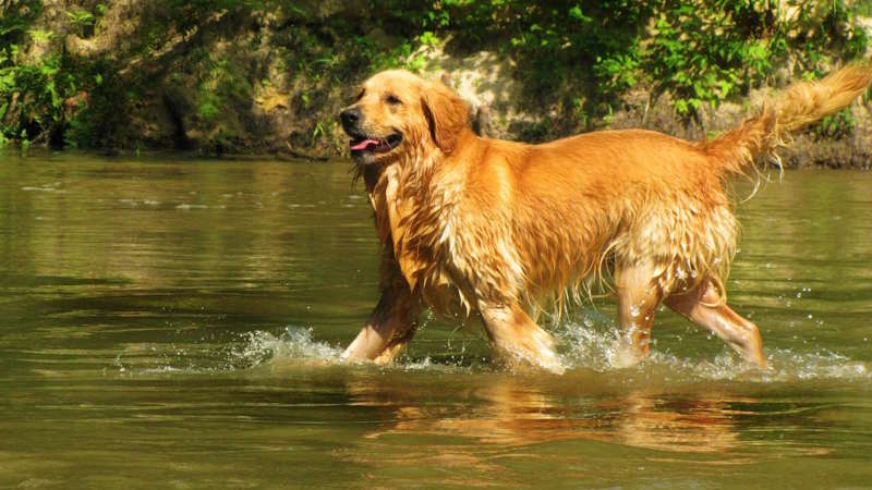 Golden Retriever in water